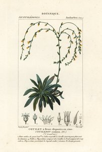 Canyon ao vivo para sempre, Dudleya cymosa de Stanghi Stanghi