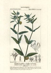 Erva fétida grosseira, Opercularia aspera de Stanghi Stanghi