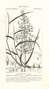 Curva comum, Agrostis capillaris de Stanghi Stanghi
