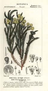 Arbusto de algodão comum, Berzelia lanuginosa de Stanghi Stanghi