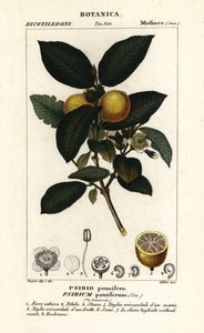 Goiaba comum, Psidium guajava de Stanghi Stanghi