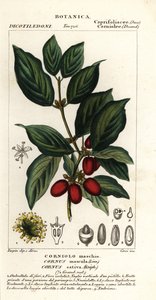 Cereja Cornalina, Cornus mas
