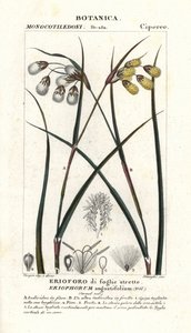Cottongrass ou algodoeiro, Eriophorum angustifolium de Stanghi Stanghi