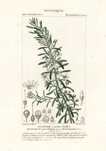 Boobialla rastejante, Myoporum parvifolium de Stanghi Stanghi
