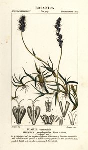 Mesquite encaracolado, Hilaria cenchroides de Stanghi Stanghi