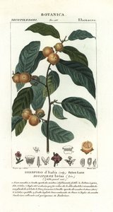 Ameixa de data, lótus Diospyros