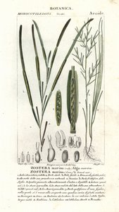 Eelgrass ou seawrack, marina Zostera de Stanghi Stanghi