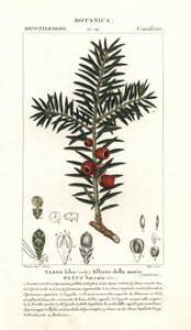Teixo europeu, Taxus baccata