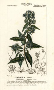 Falso fiddleleaf, Hydrolea spinosa de Stanghi Stanghi