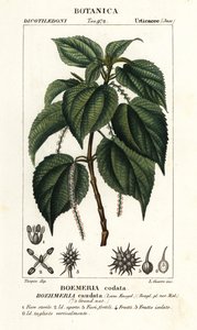 Falsa urtiga, Boehmeria caudata
