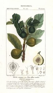 Figueira e fruto, Ficus carica de Stanghi Stanghi