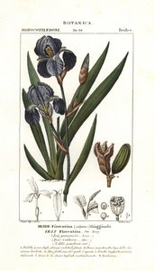 íris florentina, Iris germanica var florentina de Stanghi Stanghi
