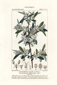 Fontanesia phillyreoides de Stanghi Stanghi