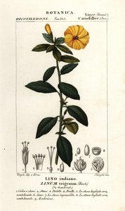 Linho francês, Linum trigynum de Stanghi Stanghi