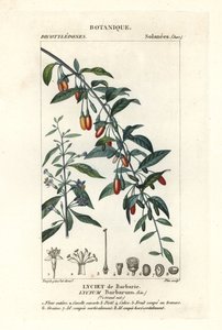 Goji berry, Lycium barbarum de Stanghi Stanghi