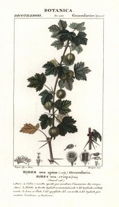 Groselha, Ribes uva-crispa de Stanghi Stanghi