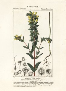 Maior chocalho amarelo, Rhinanthus alectorolophus de Stanghi Stanghi