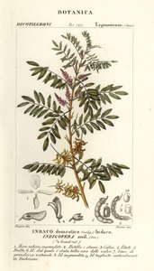 Índigo guatemalteco, Indigofera suffruticosa de Stanghi Stanghi