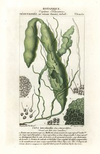 Gutweed ou alga de grama, Ulva intestinalis de Stanghi Stanghi