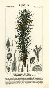 Musgo de maçã de Haller, Bartramia halleriana de Stanghi Stanghi