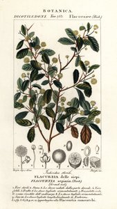 Ameixa indiana, Flacourtia indica