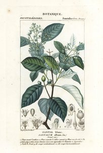 Sândalo indiano, álbum de Santalum, vulnerável de Stanghi Stanghi