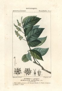 Pau-ferro, Homalium clusterum de Stanghi Stanghi