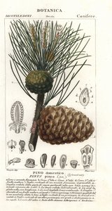 Pinheiro-manso italiano, Pinus pinea, Pinheiro-manso