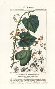 Javillo ou antídoto de guaxinim, Fevillea cordifolia de Stanghi Stanghi