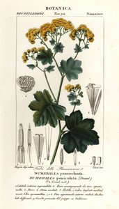 Jungia paniculata de Stanghi Stanghi
