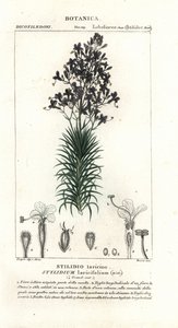Planta de gatilho de folha de larício ou árvore, Stylidium laricifolium de Stanghi Stanghi