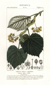 Árvore tília ou tília, Tilia alba