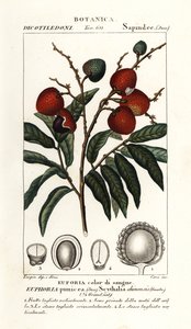 Lychee fruit, Litchi chinensis de Stanghi Stanghi