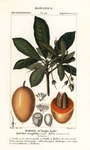 Árvore Mahuwa, Madhuca longifolia de Stanghi Stanghi