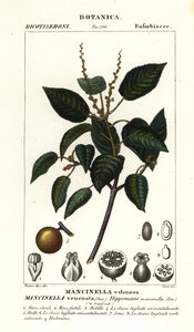 Manchineel ou macieira de praia, Hippomane mancinella
