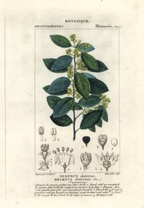 Espinheiro mediterrâneo, Rhamnus alaternus de Stanghi Stanghi
