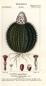 Melon cactus, Melocactus caroli-linnaei de Stanghi Stanghi