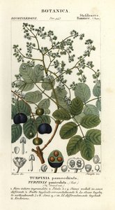 Muttonwood, Turpinia occidentalis de Stanghi Stanghi