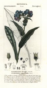 Pulmonária de folhas estreitas, Pulmonaria angustifolia de Stanghi Stanghi