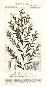 Olax stricta de Stanghi Stanghi