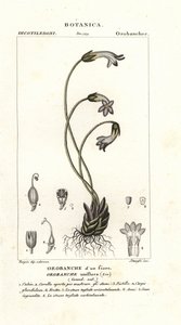 Broomrape de uma flor, Orobanche uniflora de Stanghi Stanghi