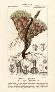 Planta parasita, Cytinus hypocistis de Stanghi Stanghi