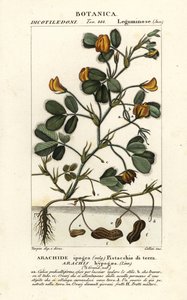 Amendoim ou amendoim, Arachis hypogaea de Stanghi Stanghi