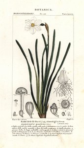 Narciso poeta, Narciso poeticus de Stanghi Stanghi
