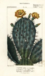 Pera espinhosa, Nopalea cochenillifera de Stanghi Stanghi