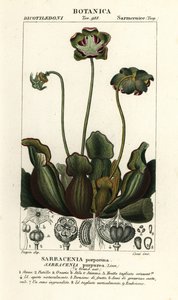 Planta de jarro púrpura, Sarracenia purpurea de Stanghi Stanghi