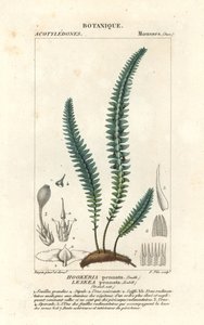 Musgo de pena ou musgo de feto falso, Cyathophorum bulbosum de Stanghi Stanghi