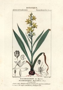 Raiz vermelha, Wachendorfia thyrsiflora de Stanghi Stanghi