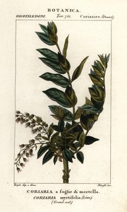 Árvore Redoul, Coriaria myrtifolia de Stanghi Stanghi
