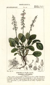 Pirola rotundifolia, pirola rotundifolia, folhas redondas de wintergreen de Stanghi Stanghi